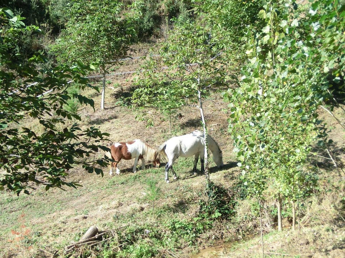 Apartamento En Pleno Montseny Mas Romeu Turisme Rural Arbúcies Exteriér fotografie